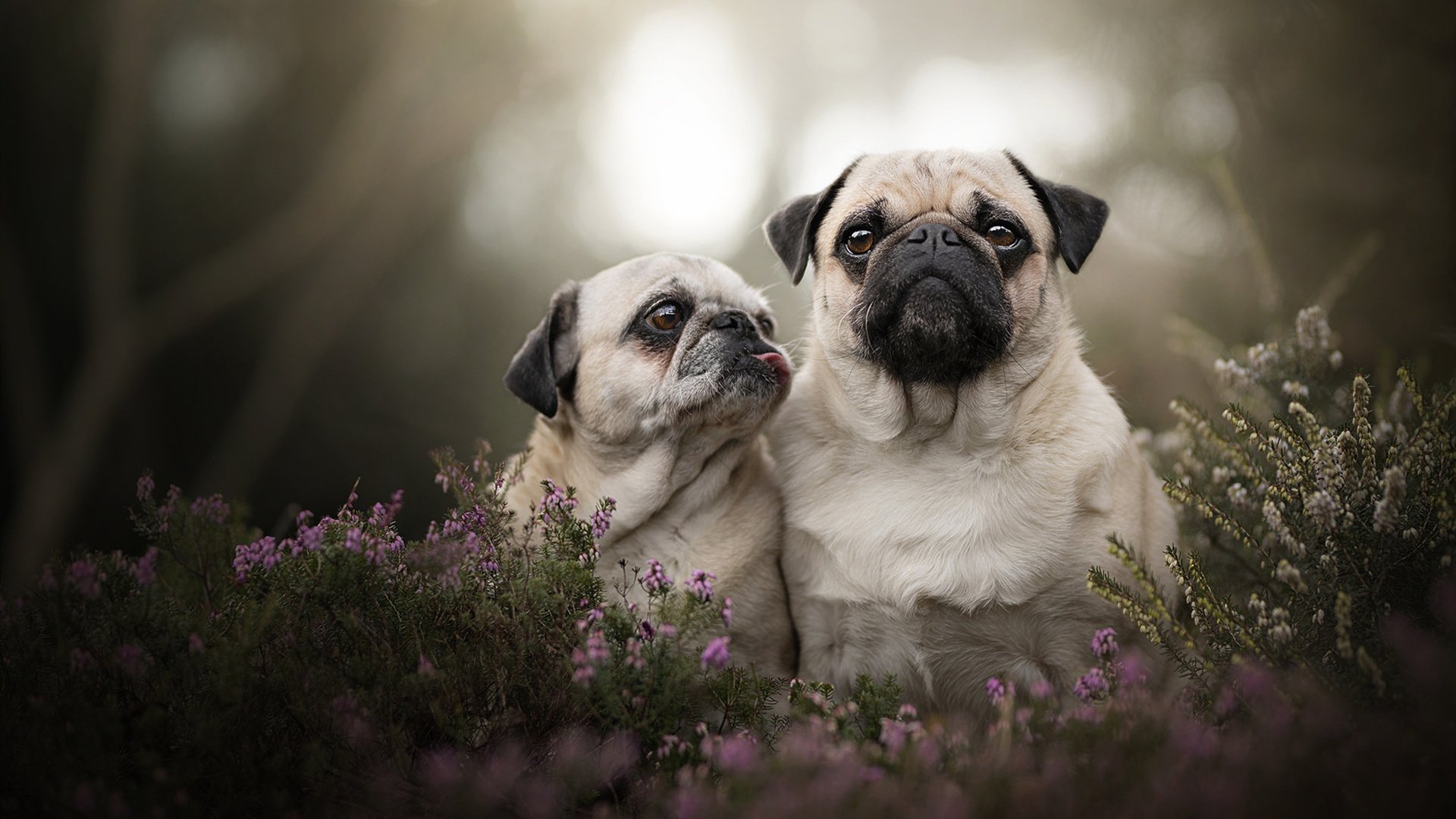 爱游戏官方入口-尼克斯力克热火，总决赛中布伦森篮下统治全场，尼克斯队布洛克