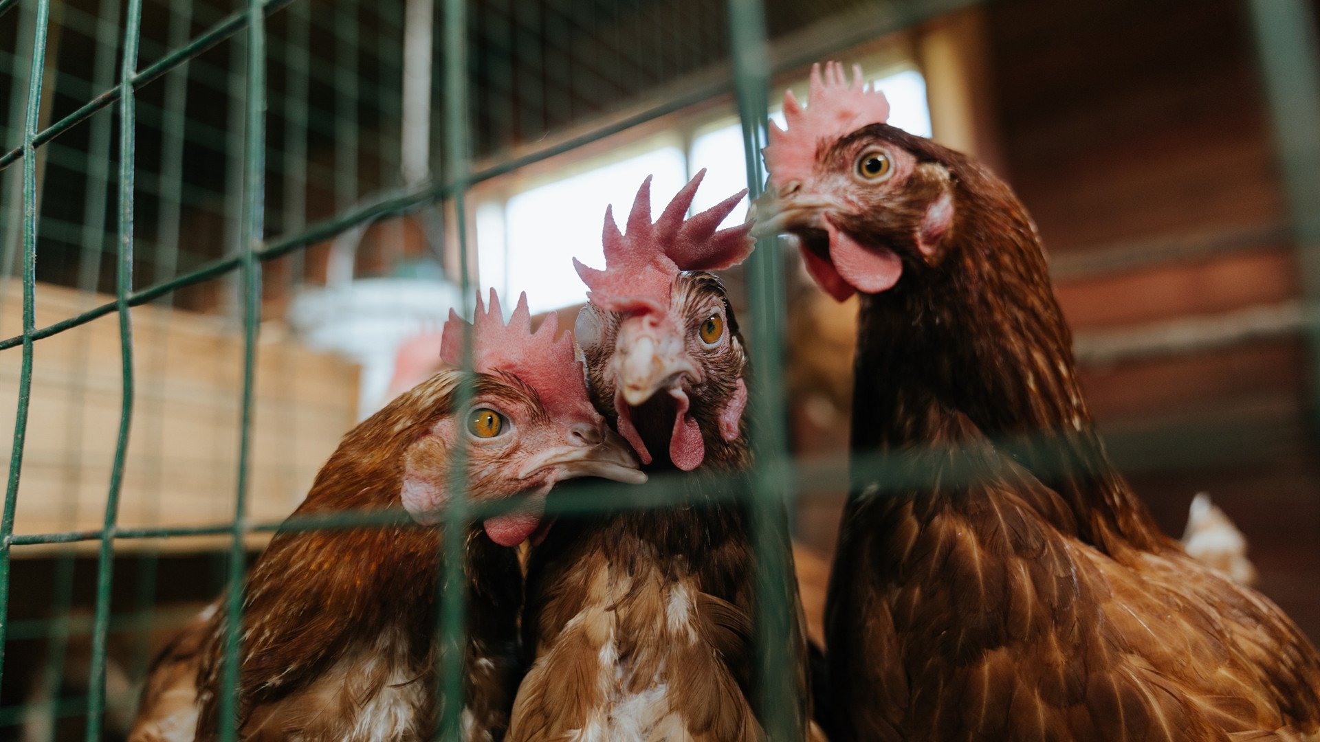 爱游戏资讯-巴黎圣日耳曼狂轰乱炸，大胜晋级，巴黎圣日耳曼预计首发