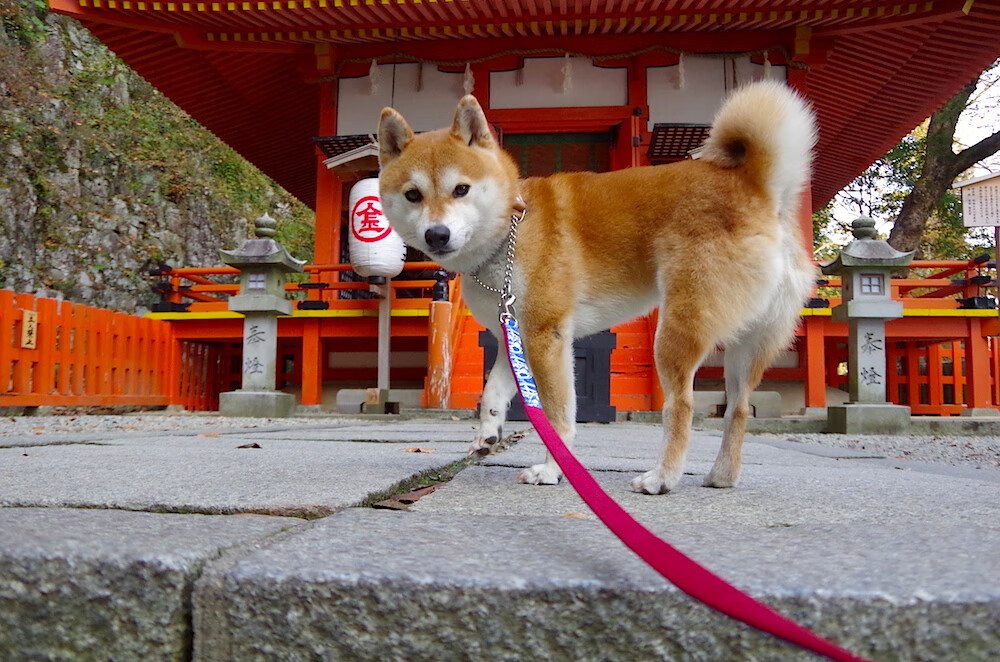爱游戏正版-曼斯菲尔德反击快速，野马军团争取保级，曼斯菲尔德游园会