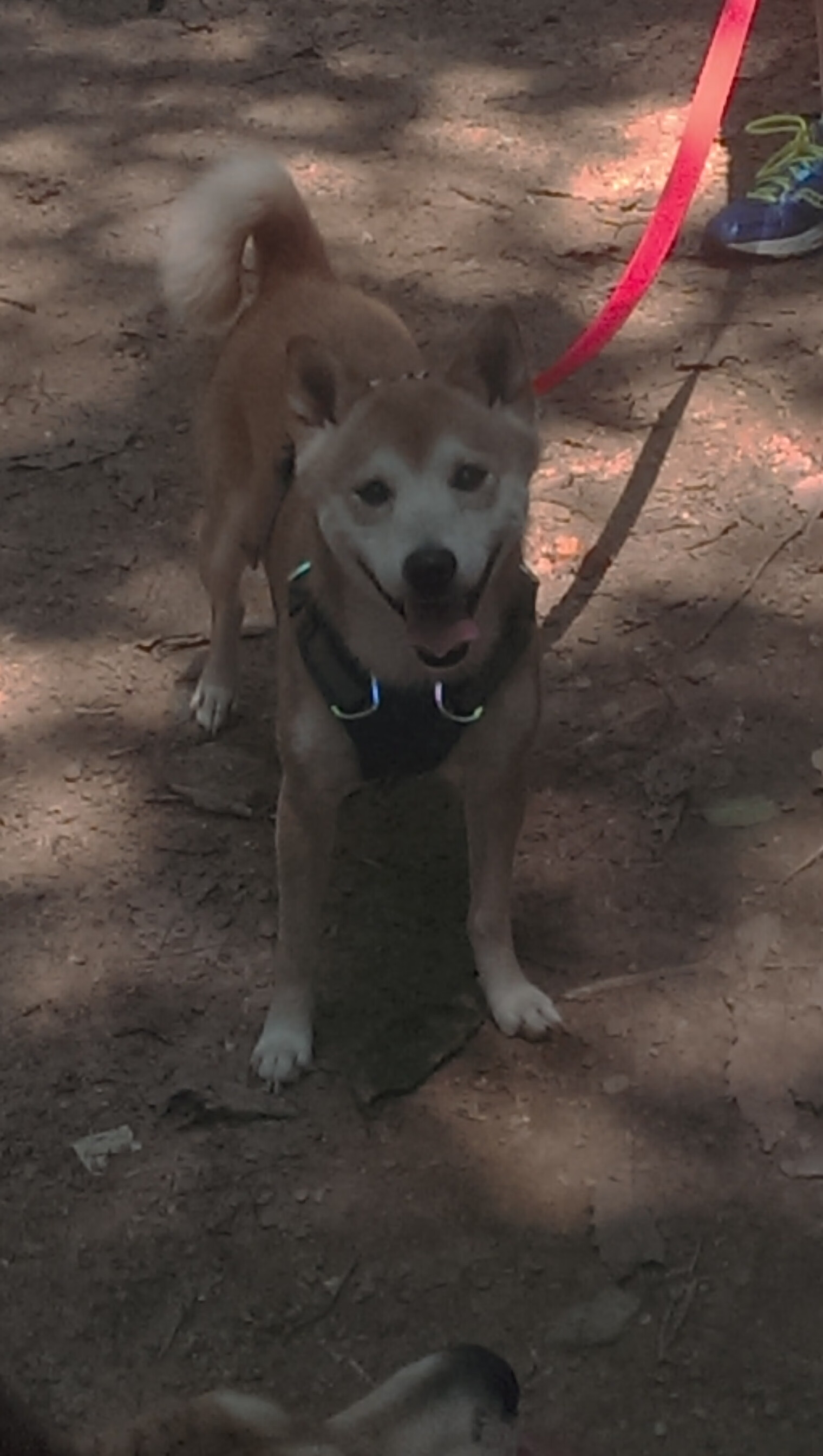 爱游戏登录入口-全运会男子体操单项决赛精彩纷呈，全运会男子体操单项冠军