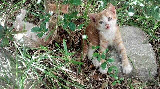 爱游戏APP-高校运动技能等级评定管理制度构建,运动技能考评员有什么用