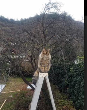 爱游戏体育-国家队整体战斗力提升难点,国家队战斗姿势